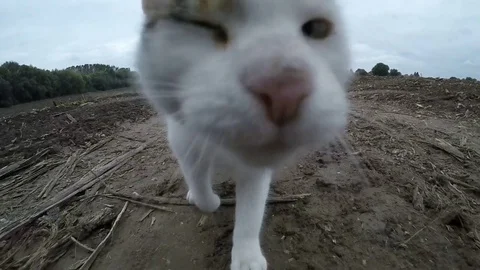 Cat running slow motion Stock Footage 73365558