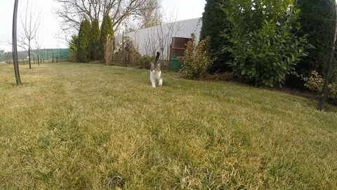 Cat running slow motion Stock Footage 73373322