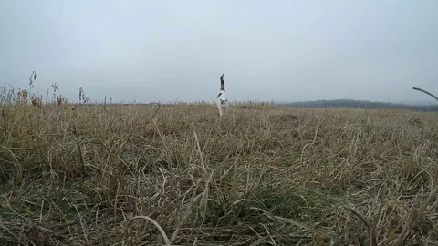 Cat running slow motion Stock Footage 73373506