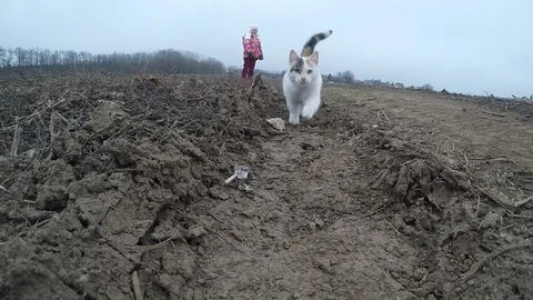 Cat running slow motion Stock Footage 89516831