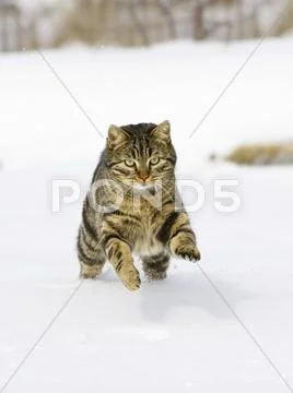 Cat Running In Snow, Domestic Cat, Male, Germany