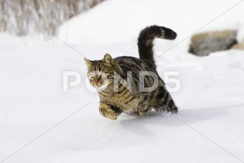 Cat Running In Snow, Domestic Cat, Male, Germany