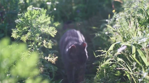 Cat running through the grass Stock Footage 232548450