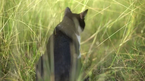 Cat running through grass in garden Stock Footage 75838926