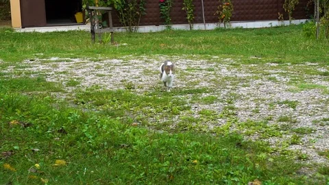 Cat is running towards camera Vidéo 106019719
