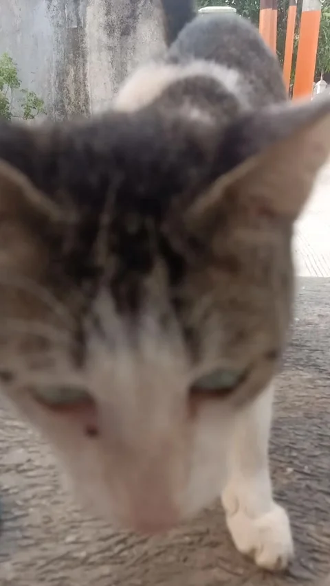 Cat running towards camera Stock Footage 255342888
