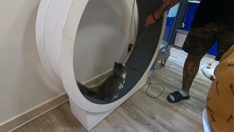 Cat running in a wheel like a squirrel Stock Footage 128066613