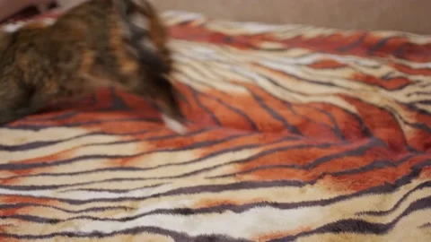 The cat runs after the laser pointer. playing cat Stock Footage 197118154