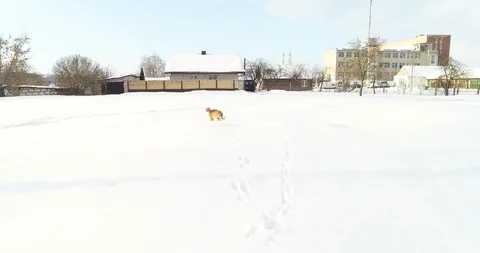 The cat runs away from the approaching drone Stock Footage 101679569