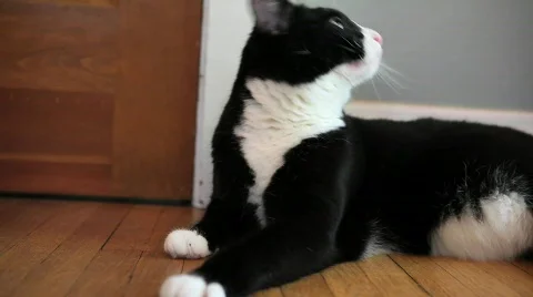 Cat runs away Stock Footage 855009