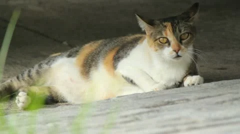 Cat runs away Video stock 11604613