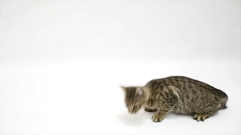 The cat runs away with a white background Stock Footage 79535757