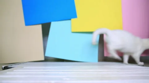A  cat runs in the background out of focus. Studio shooting, stylish footage. Видео 151407318