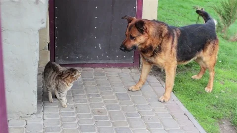 Cat runs from a dog Stock Footage 75343111