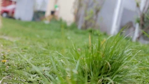 Cat runs on the green grass Video stock 75183816