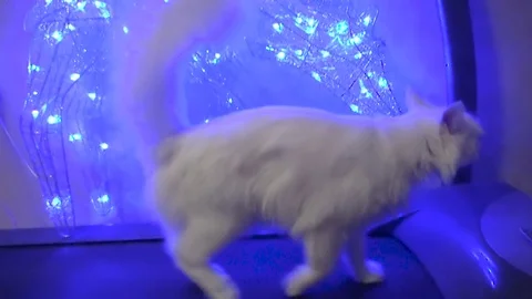 Cat runs with lights Stock Footage 84263370