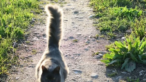 Cat runs on the road Stock Footage 108138999