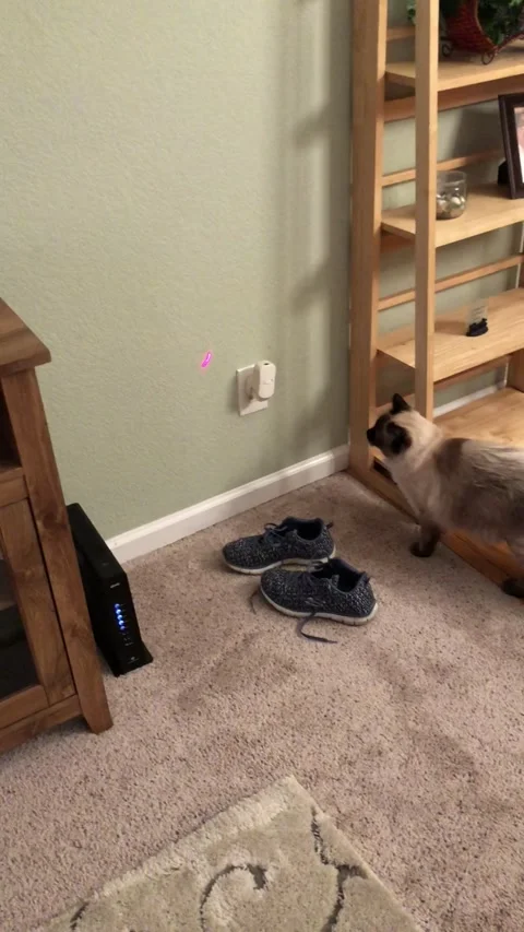 Cat Runs into Wall Chasing Laser, Aurora, Colorado, USA - 09 Mar 2018 Stock Footage 205318376