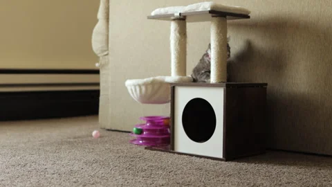 Cat Runs by While Other Cat Watches Video stock 240954049