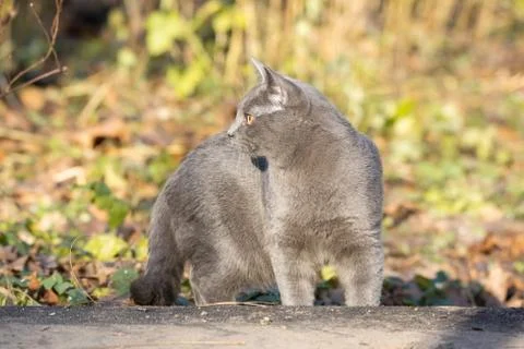 Cat Russian blue Stock Photos