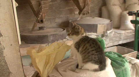 Cat on the sack in water mill Stock Footage 36972003