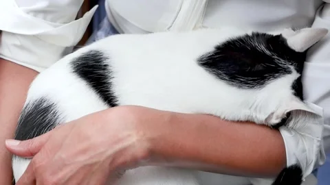 The cat is sad and scared. Stock Footage 244383006