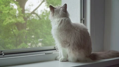 Cat With Safety Screen. Cat Sitting on a Sill With an Open Window Covered Stock Footage 138524329