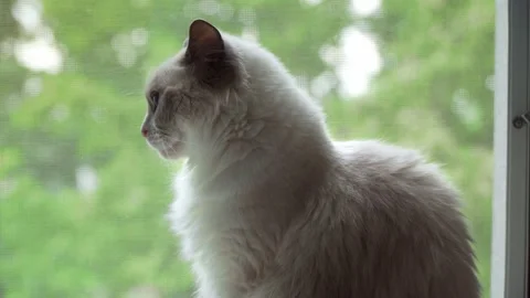 Cat Safety Screen Close-Up. Cat Sitting on a Sill With an Open Window Stock Footage 138525857