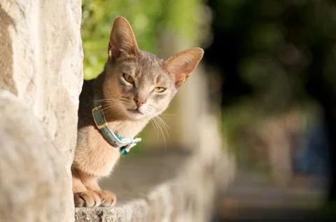 Cat on sandstone wall Stock Photos