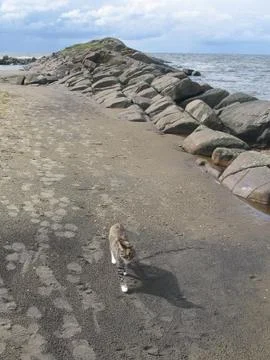 Cat on sandy beach Foto stock