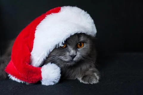  cat in a Santa hat Stock Photos