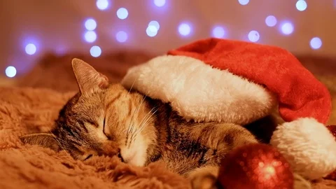 Cat in Santa hat sleeping on soft plaid at home. Stock Footage 120701798