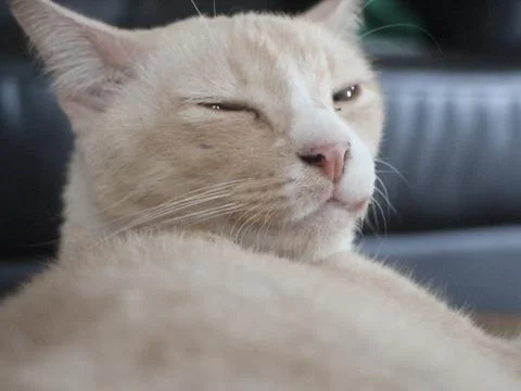 Cat sat and lying Stockfoto's
