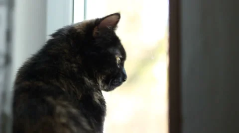 Cat Saw A Bird Outside The Window Stock-Footage 37568248