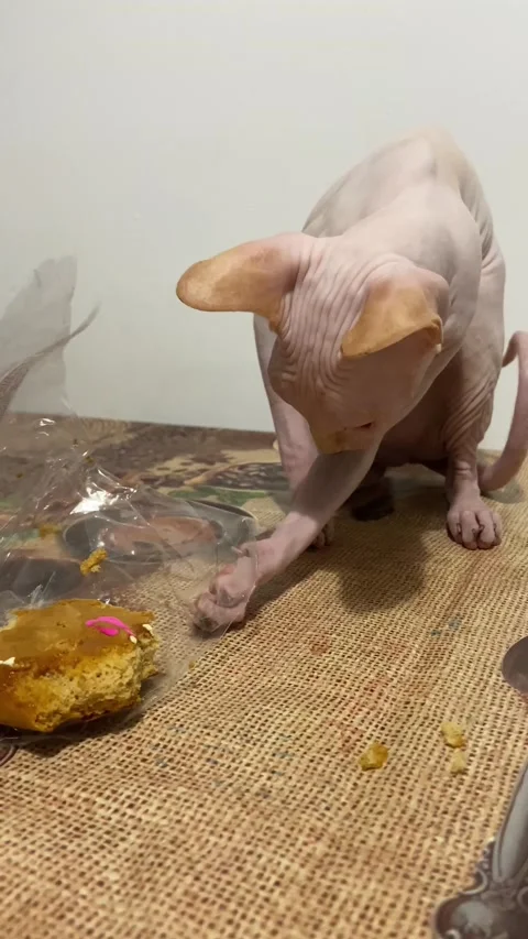 The cat saw something interesting on the table Stock Footage 239343312