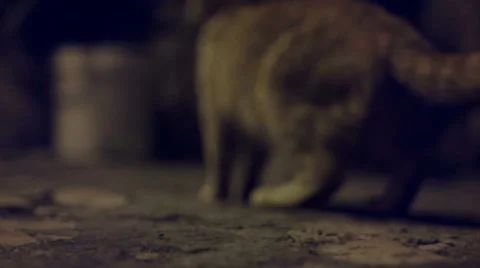 Cat scared of something and running away Stock Footage 51012176