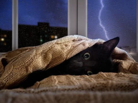Cat scared of thunder and lightning outside the window. Kitten hiding under t Stock Photos