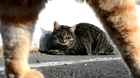 Cat scene Stock Footage 33549606