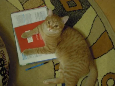 Cat-school Foto stock