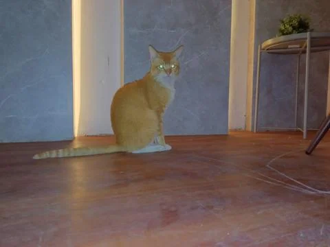 Cat in the school room Stock Photos