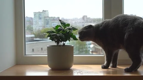 A cat of the Scottish fold breed sits on windowsill and sniffs a coffee tree Stock Footage 142401086