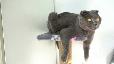 Cat Scottish Fold breed with yellow eyes sits funny with its paws hanging down Stock Footage 155843111