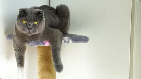 Cat Scottish Fold breed with yellow eyes sits funny with its paws hanging down Stock Footage 155843152