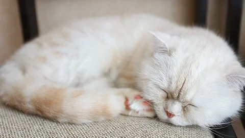 Cat scottish fold light beige, quietly sleeping Stock-Footage 154296532