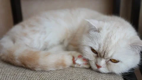 Cat scottish fold light beige 動画素材 154675244