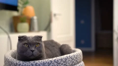 Cat Scottish fold sits in a soft bed and looks away Stock Footage 144184287