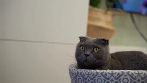 Cat Scottish fold sits in a soft bed and looks away Stock Footage 144184291