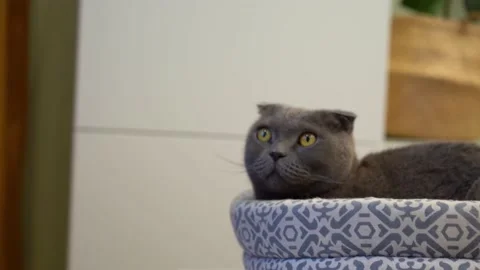 Cat Scottish fold sits in a soft bed and looks away Stock Footage 144184304