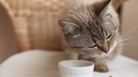 Cat scottish straight fold eats dry feeds Stock Footage 245754829