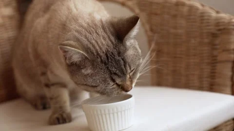 Cat scottish straight fold eats dry feeds Stock Footage 246013041